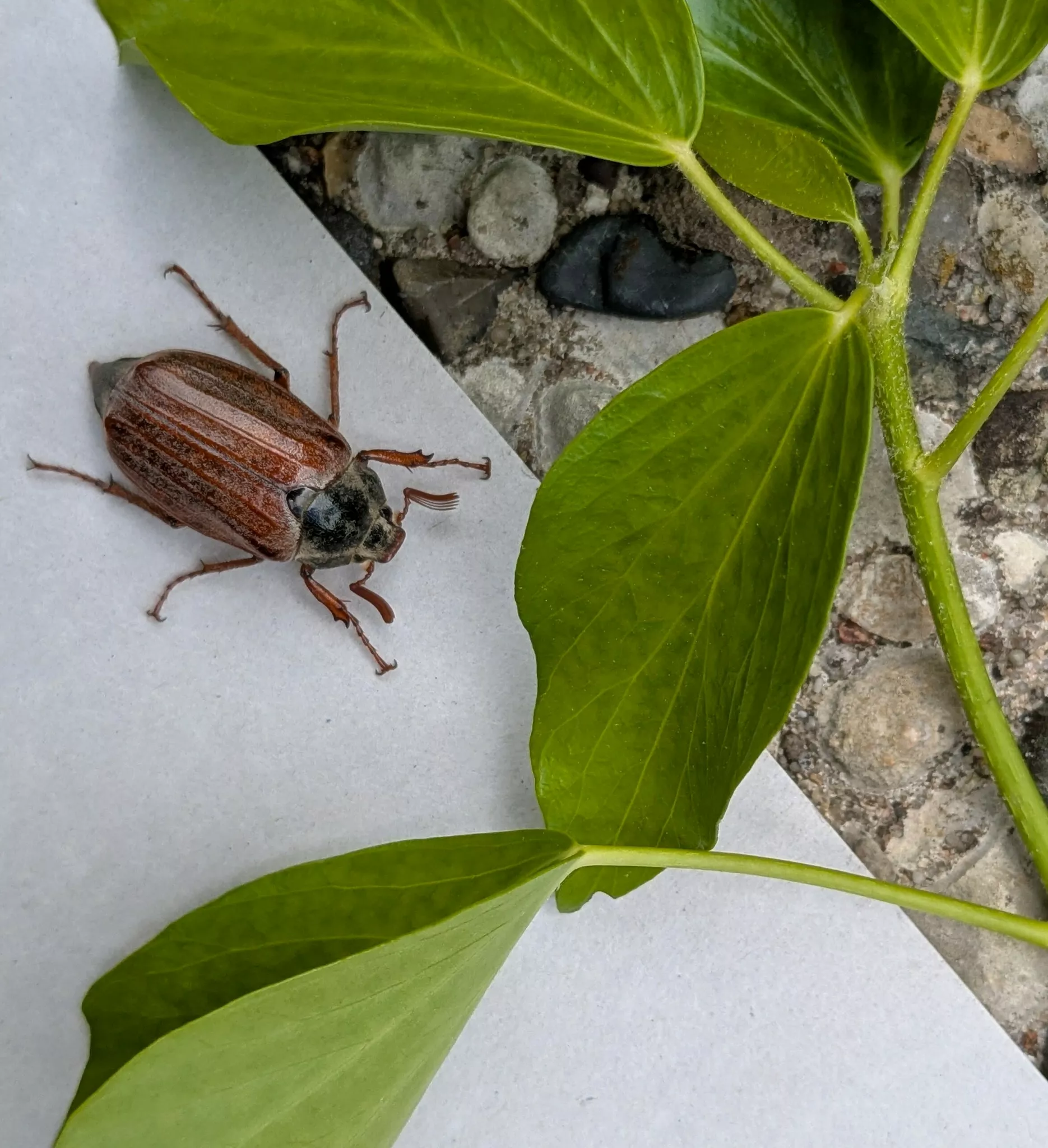Seltenes Frühlingsglück: Maikäfer im Garten