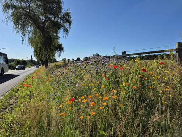 Knallgelb, lila, rot und pink leuchtet das "Straßenbegleitgün" in der Bendestorfer Kleckerwaldstraße ... eine echte Augenweide! Jetzt entscheiden Bienen, Schmetterlinge und andere Insekten, ob der Randstreifen auch leckere heimische Pflanzen enthält und er als Insektenparadies dienen kann ...  | Foto: poep