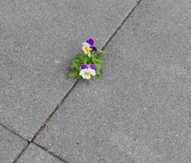 Der Durchbruch zwischen Gartenfliesen ist gelungen ... | Foto: Axel-Holger Haase
