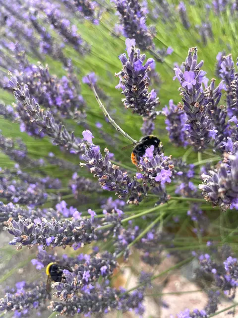 Zwar war keine Sonne in Sicht, doch der Lavendel duftete herrlich und die Hummeln summten fleißig: Diesen Schnappschuss schoss WOCHENBLATT-Redakteurin Pauline Meyer kürzlich in Neu Wulmstorf. Die flauschigen Hummeln sind durch ihren Pelz auch im regnerischen Sommer bestens vor Kälte und Nässe geschützt. Ihr schneller Flügelschlag erzeugt außerdem Hitze und so können sie – im Gegensatz zu den Bienen – auch bei schlechtem Wetter auf Nahrungssuche fliegen.  | Foto: pm