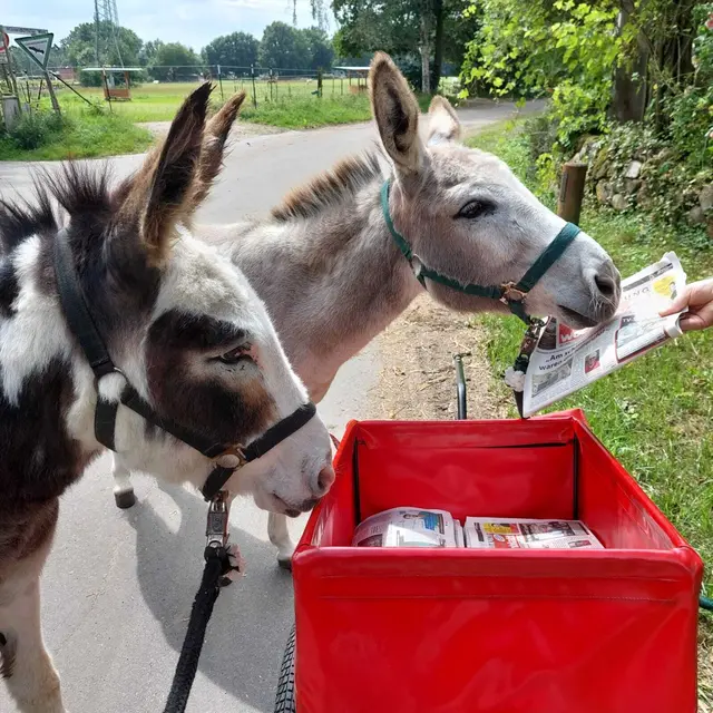 Die beiden Zwergesel Moritz und Fridolin sind begeisterte Fans vom WOCHENBLATT. "Sie freuen sich immer sehr, wenn die super netten Austräger für den Bereich Emsen/Rosengarten mit ihrem Zeitungswagen unsere Wege kreuzen", berichtet Leserin Angela Stein, die diesen Schnappschuss an das WOCHENBLATT gesendet hat.  | Foto: Stein 