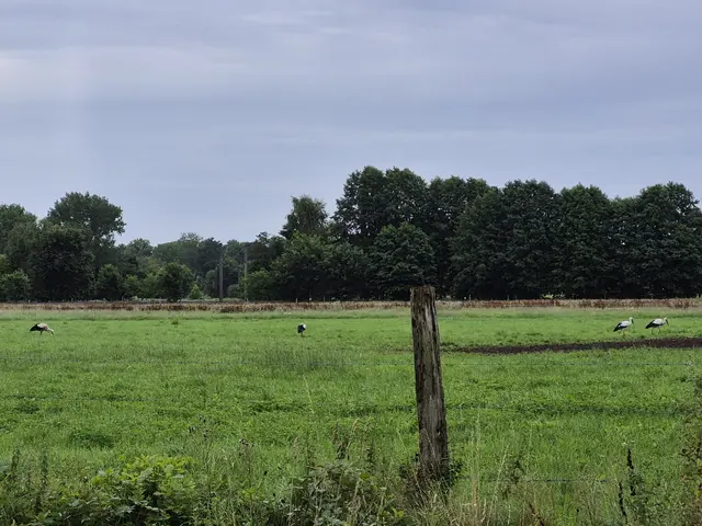 Zum gemeinsamen Frühstück auf den Seevewiesen bei Ramelsloh versammelten sich kürzlich diese vier Störche - ein Bild, das wahrscheinlich der feuchten Witterung mit tagelangem Regen geschuldet ist. So entstand auf den Seevewiesen offenbar ein Feuchtbiotop, in dem die schwarz-weißen Vögel mit den langen Beinen viele Frösche und Kröten finden | Foto: pöp