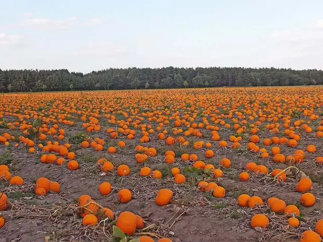 Für die Herbst-Dekoration ist auf diesem Feld gesorgt! | Foto: Axel-Holger Haase