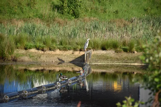 Reiher und Enten am Wasserbecken. Und am Ufer stehen die Gänse | Foto: Axel-Holger Haase
