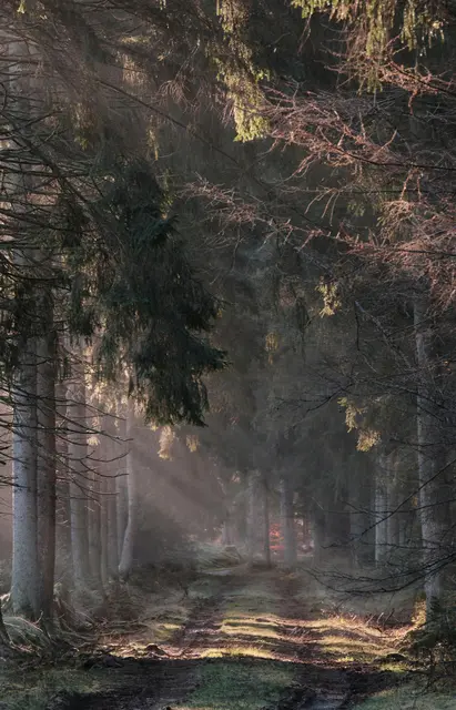 Sonnenstrahlen erhellen den Wald