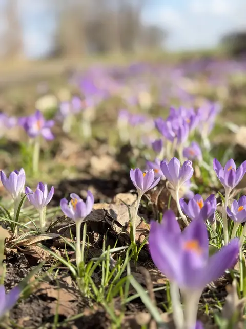 Zahlreiche Krokusse strecken ihre Blüten der Sonne entgegen und sorgen mit ihren violetten Farbtupfern für erste Frühlingsstimmung | Foto: olb