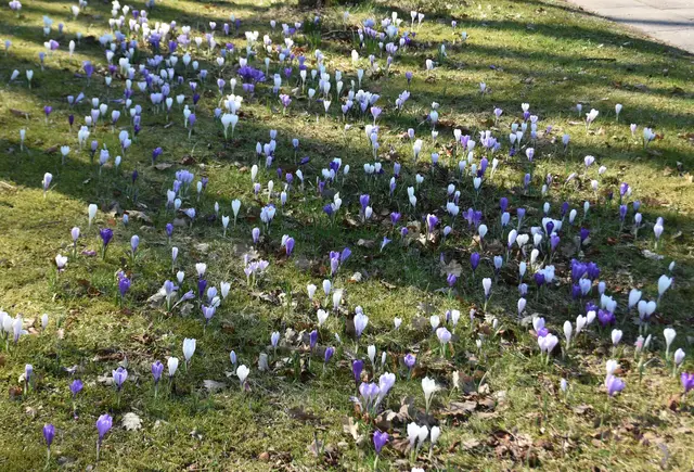 An der Ecke Vaenser Weg/Zimmererstraße blühen die Krokusse in großer Vielfalt | Foto: Axel-Holger Haase