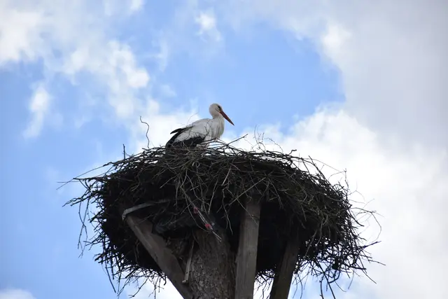 Der Storch hat sein Nest in Pattensen an der Schulstraße wieder eingenommen. Manchmal sieht man ihn auch auf den Wiesen am Ortsausgang | Foto: Axel-Holger Haase