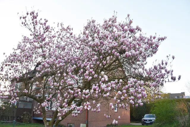 Der Magnolienbaum in der Straße Am Radeland | Foto: Axel-Holger Haase