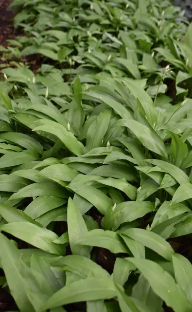 Frischer Bärlauch für einen Salat, ein Pesto oder mit mit Quark - lecker ... und stets mit Knobi-Duft und -Geschmack  | Foto: Axel-Holger Haase