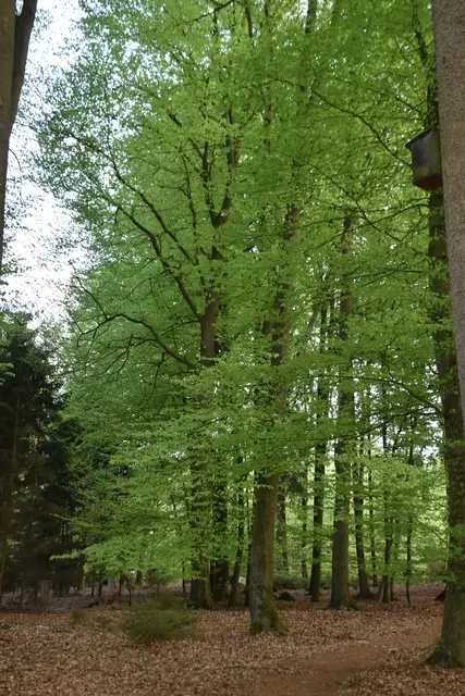 Die Blätter der Bäume zeigen sich in zarten Grünfarben | Foto: Axel-Holger Haase