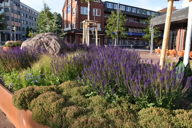 In den Pflanzenrabatten summt es ordentlich - Insekten suchen sich ihre Nahrung