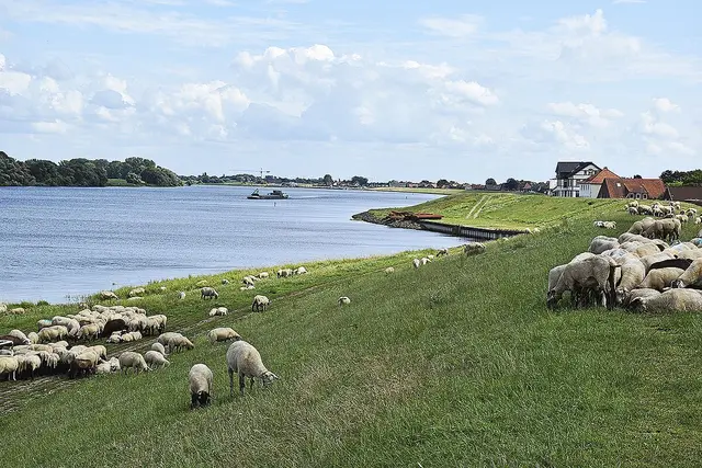 Anlieger, Spaziergänger und Schafe friedlich miteinander am Hoopter Elbdeich | Foto: Axel-Holger Haase