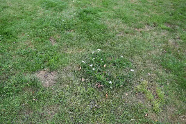Schön um die Blümchen herumgemäht ... | Foto: Axel-Holger Haase