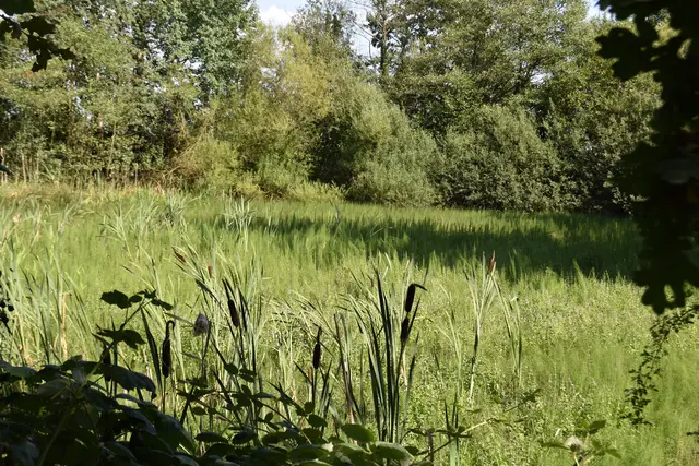 Der Teich Am Langen Sal zeigt kein Wasser mehr. Durch die anhaltende Trockenheit ist er ausgetrocknet | Foto: Axel-Holger Haase