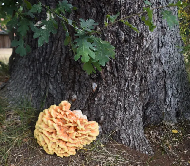 Der Pilz an der Eiche strahlt im schönsten Gelb | Foto: Axel-Holger Haase