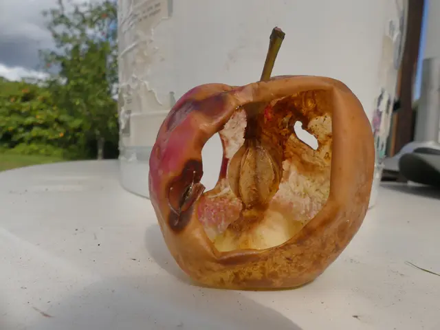 Kleines kurioses Kunstwerk: Hornissen, Wespen und Ameisen haben diesen Apfel nahezu vollständig ausgehöhlt. Das schmackhafte Fruchtfleisch wurde komplett verarbeitet, übrig blieb nur die stabile Hülle | Foto: Friedrich Dreyer