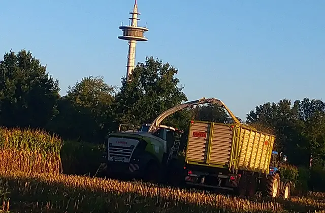 Maisernte in Haddorf