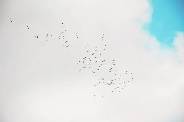 Noch hat sich keine Formation gefunden, die sich auf den Weg in den Süden macht | Foto: Axel-Holger Haase